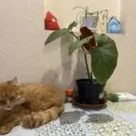 Сумы дом для пожилых людей